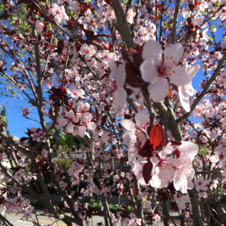 Spring, flowers, a poem and songs to lift your spirits